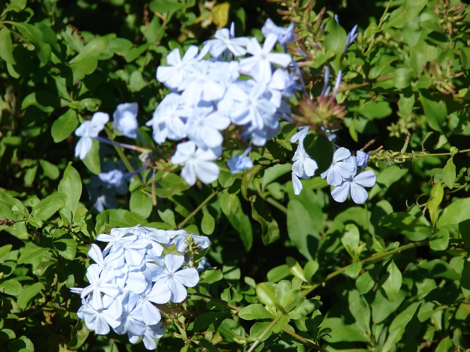 Cape Plumbago (Plumbago Auriculata) — Though it tolerates a variety of soil conditions; it showcases sky-blue flowers nearly year-round in warm, image 59