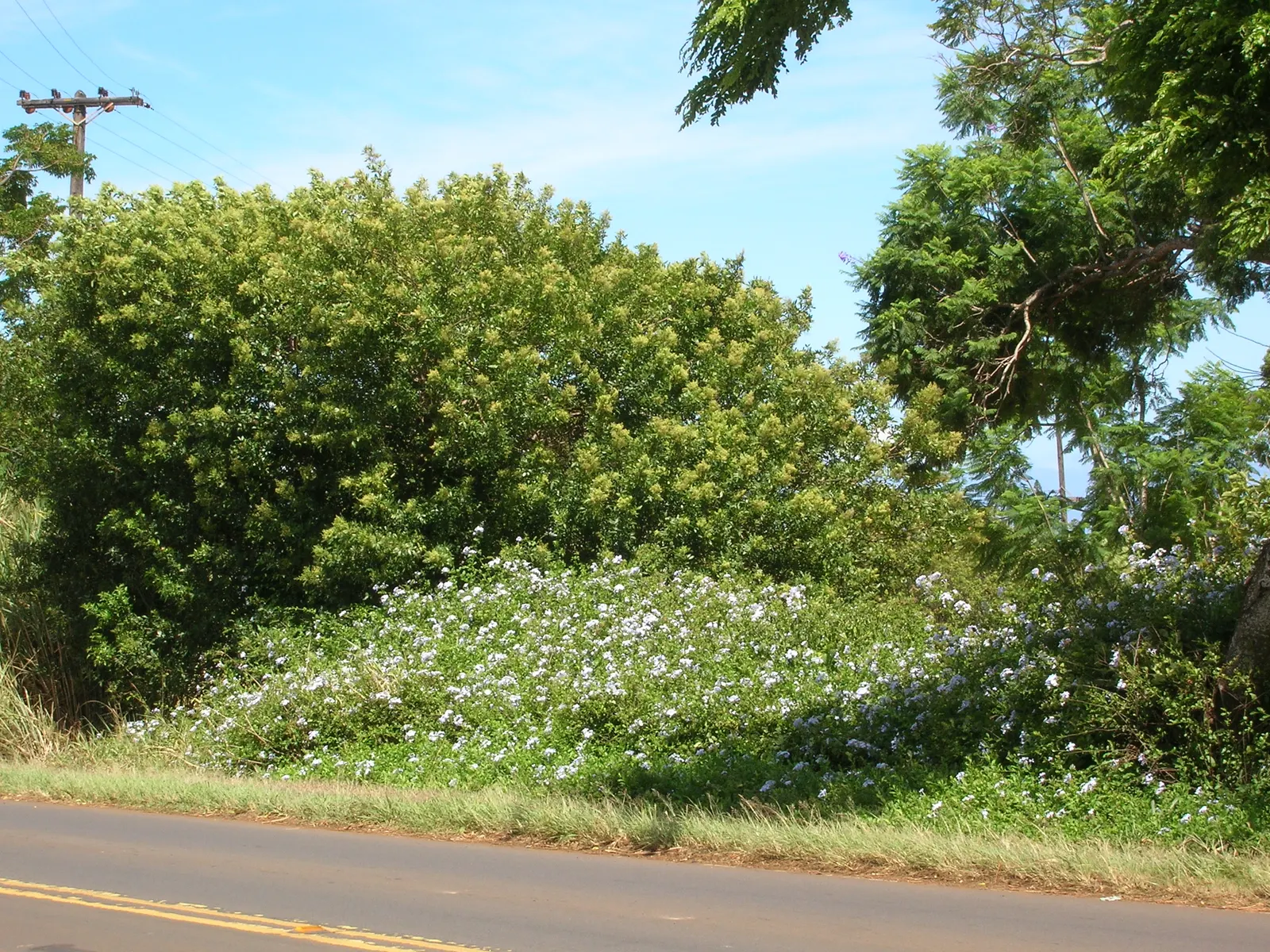 Cape Plumbago (Plumbago Auriculata) — Hardy in USDA zones 9-11, it enjoys full sun to partial shade, and requires moderate watering; offer a true, image 51
