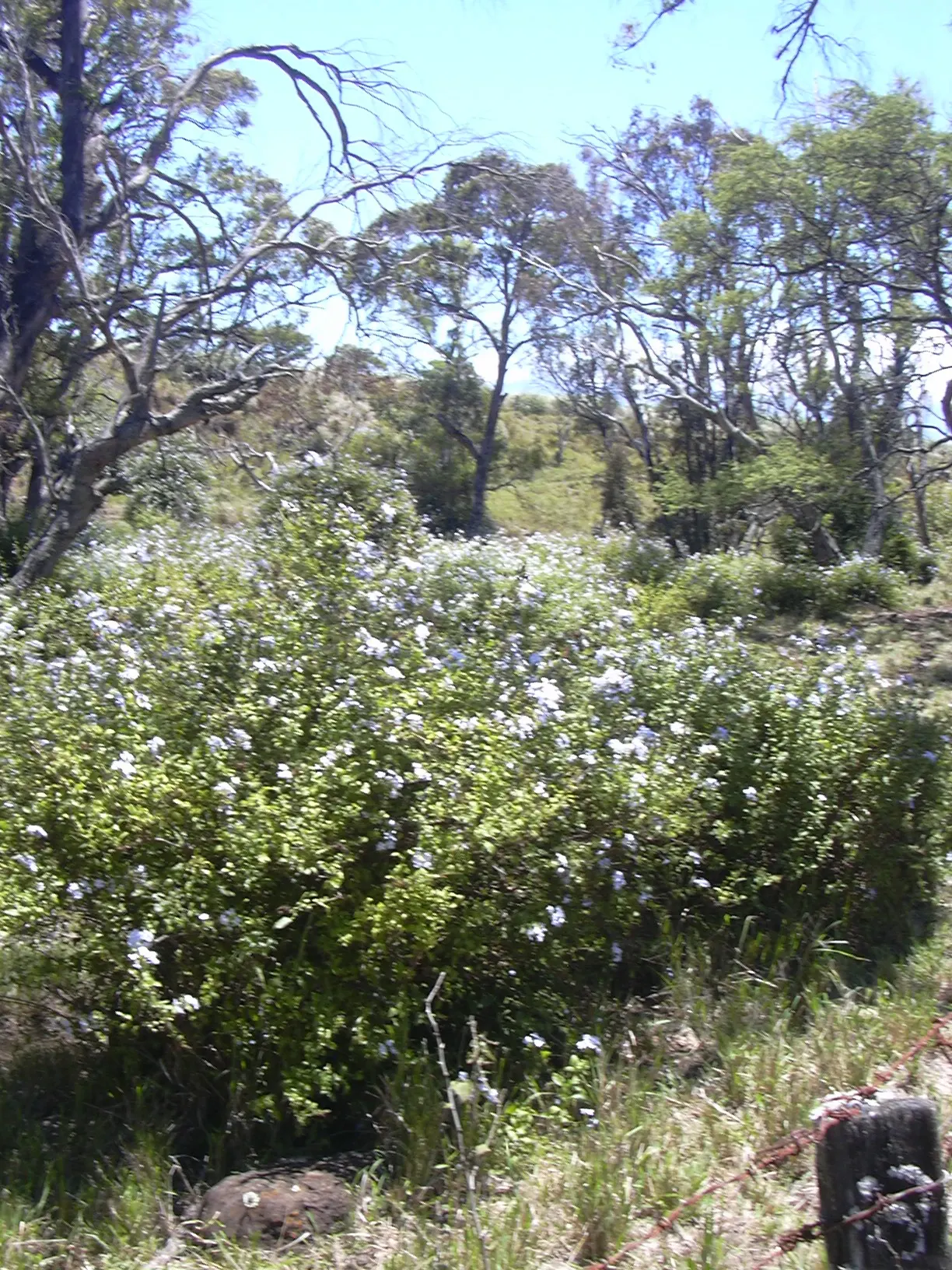 Cape Plumbago (Plumbago Auriculata) — offer a true spectacle of color; hardy in USDA zones 9-11, it enjoys full sun to partial shade, and requires moderate