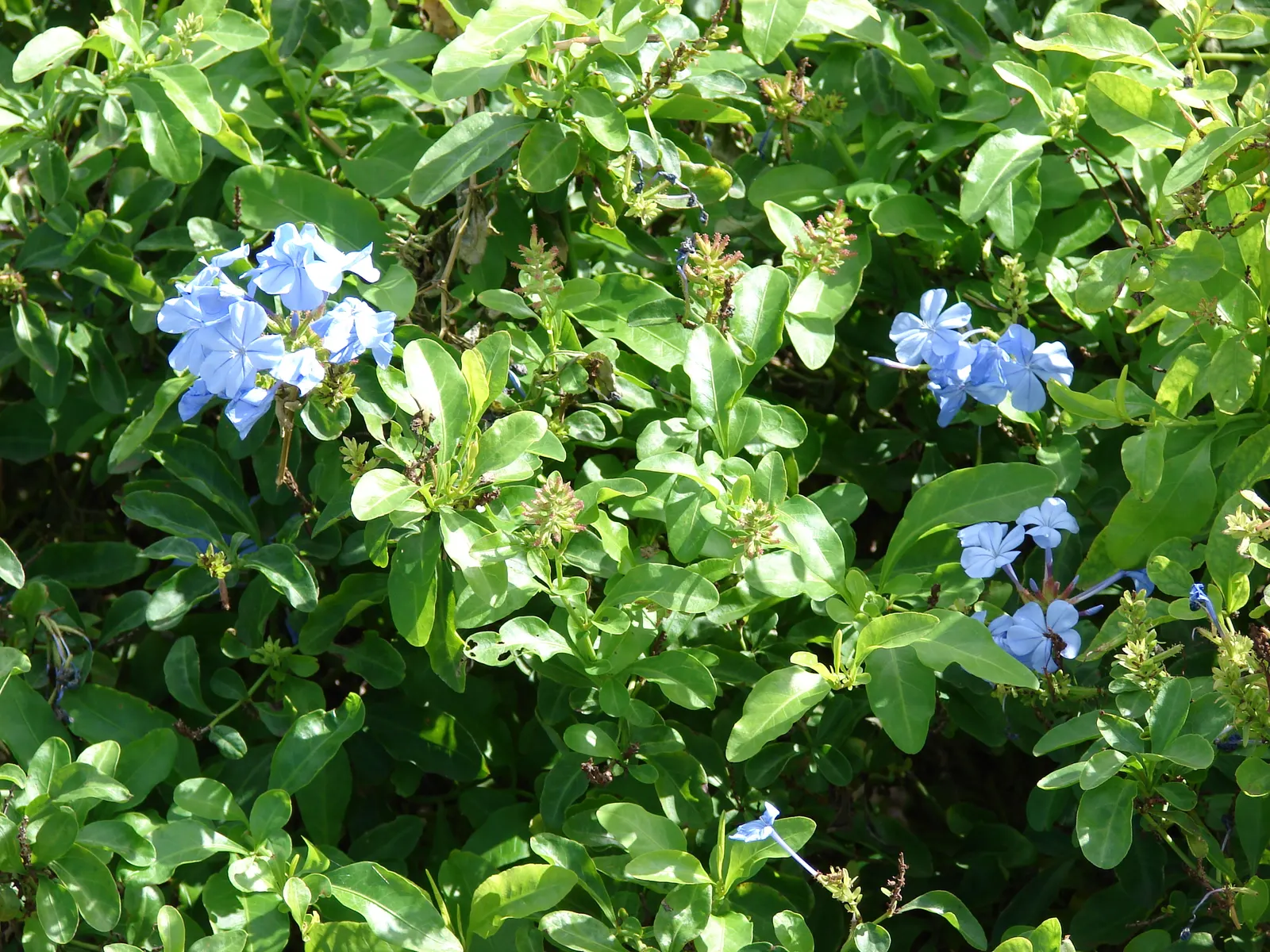 Cape Plumbago (Plumbago Auriculata) — it is also an excellent choice for providing quick coverage or for hiding unsightly areas; shrub for full or half