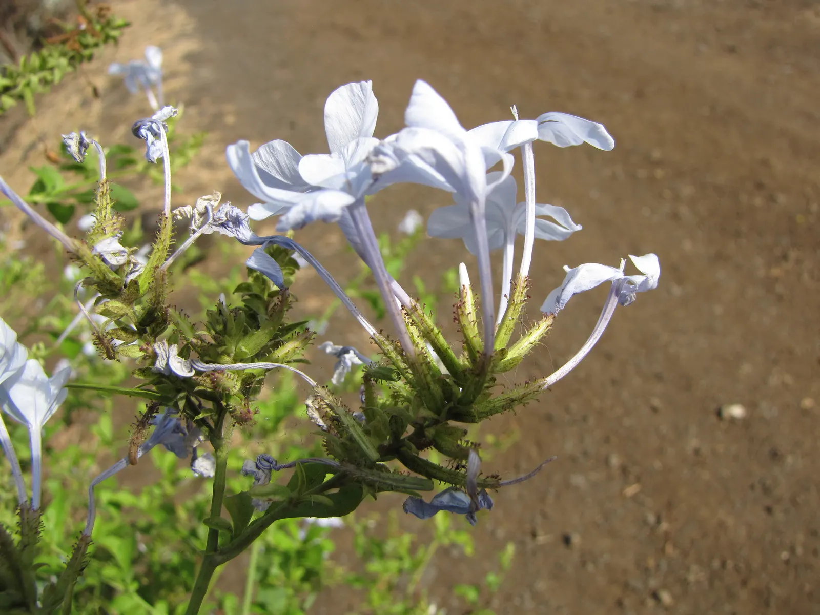 Cape Plumbago (Plumbago Auriculata) — ideally in the late winter or early spring; and is known for attracting butterflies and other pollinators