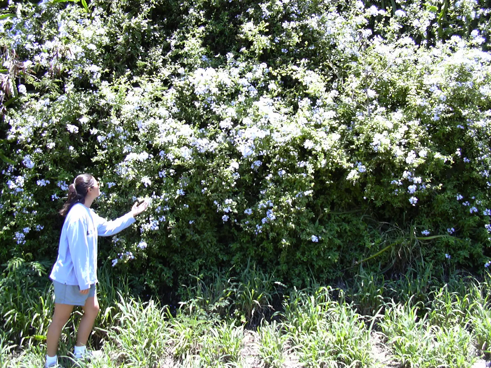 Cape Plumbago (Plumbago Auriculata) — shrub with blue blooms; particularly during prolonged dry spells