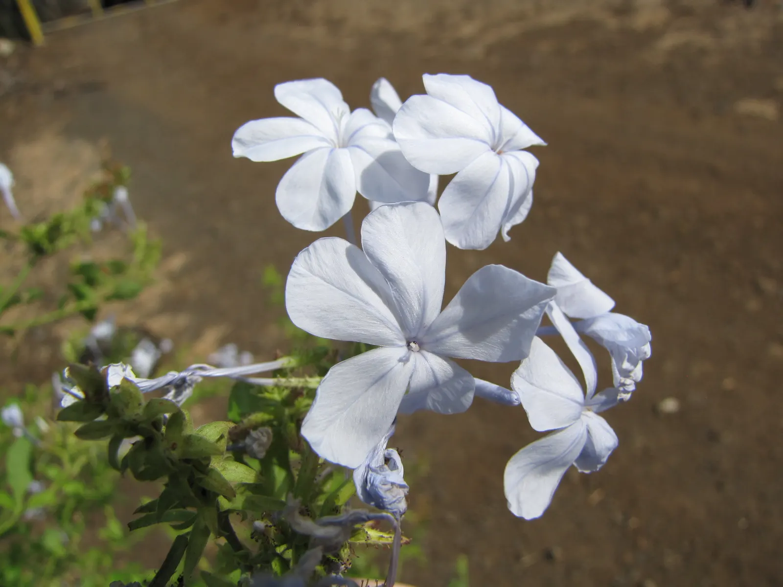 Cape Plumbago (Plumbago Auriculata) — including sandy and loamy soils; presents an enchanting addition to any landscape design with its vibrant blue blossoms