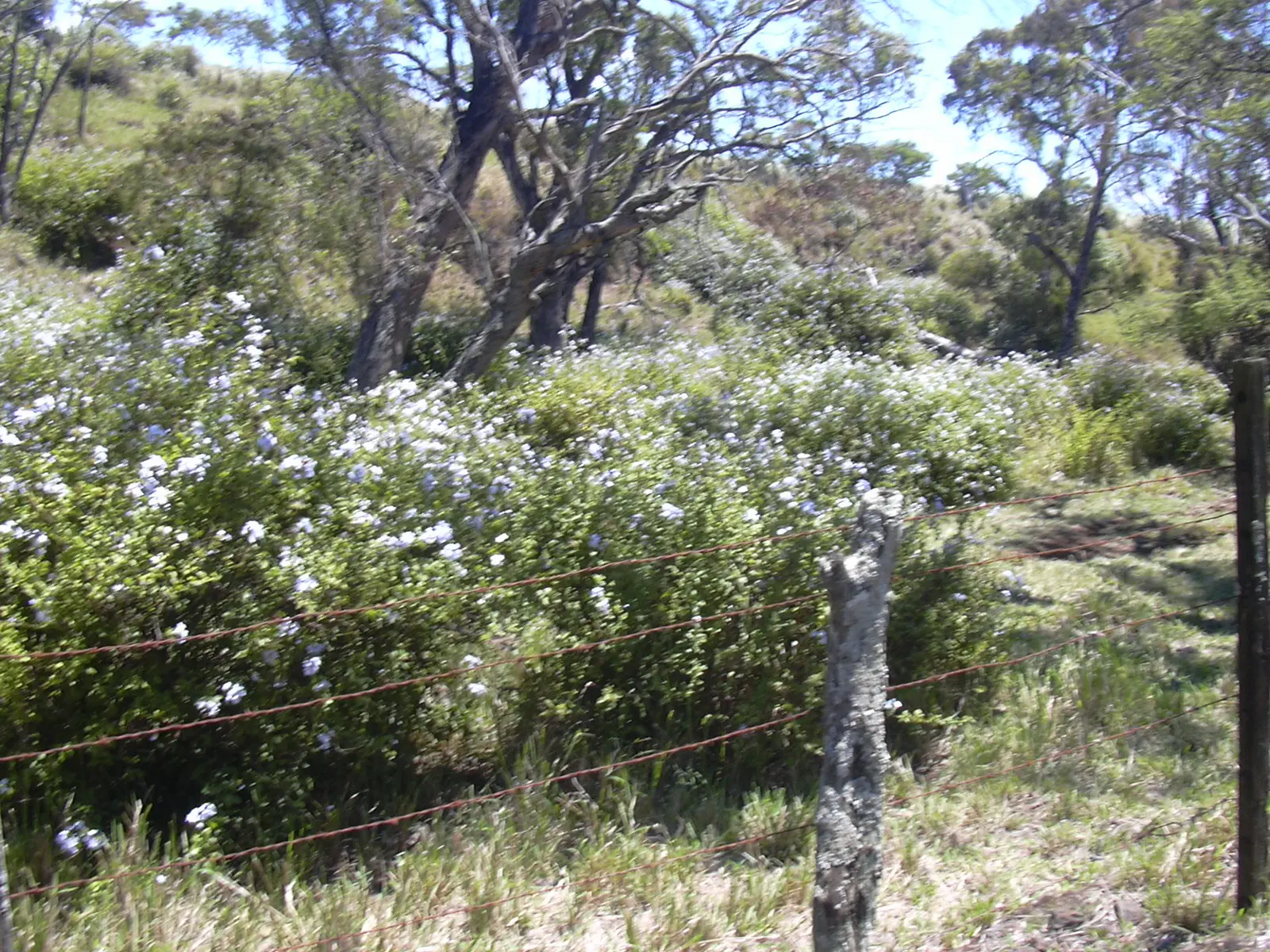 Cape Plumbago (Plumbago Auriculata) — Cape Plumbago (Plumbago auriculata); blue flowers in the garden, image 55
