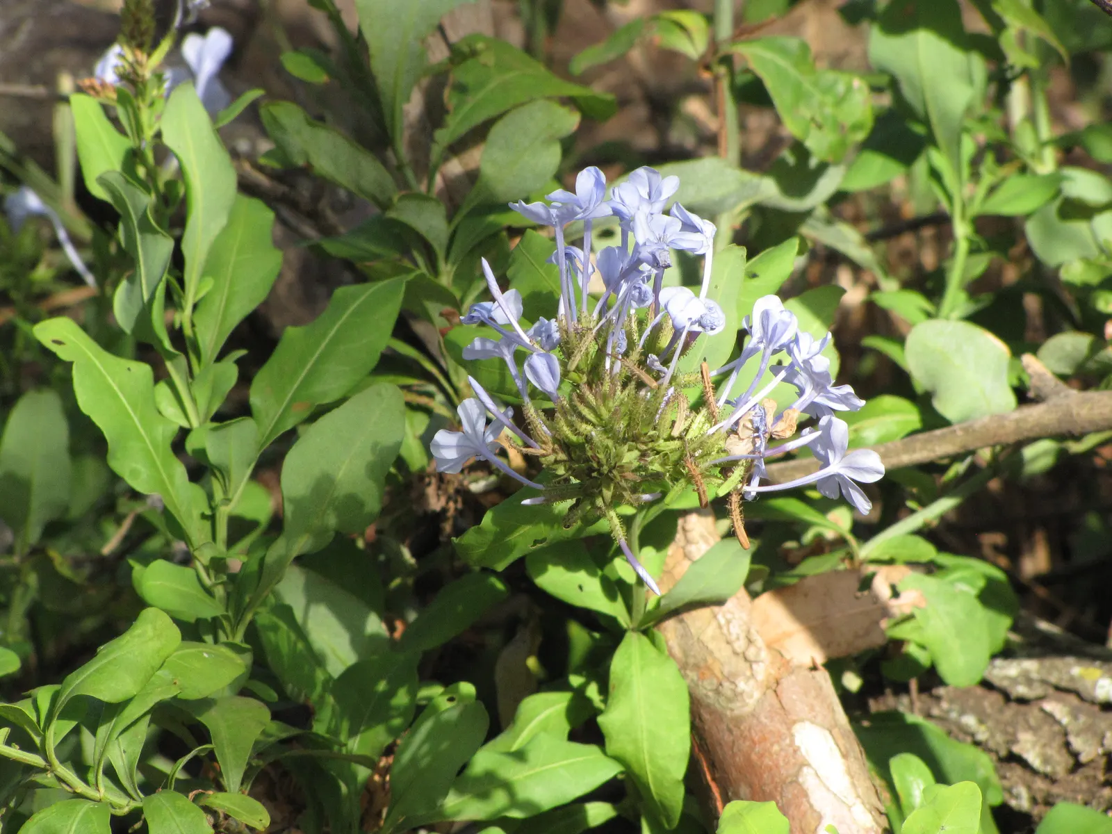 Cape Plumbago (Plumbago Auriculata) — Though it tolerates a variety of soil conditions; it showcases sky-blue flowers nearly year-round in warm regions