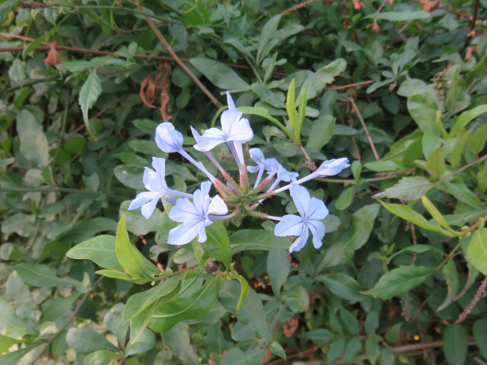 Cape Plumbago (Plumbago Auriculata) — perfect for hedges or as a climber on trellises; also recognized as the sky flower
