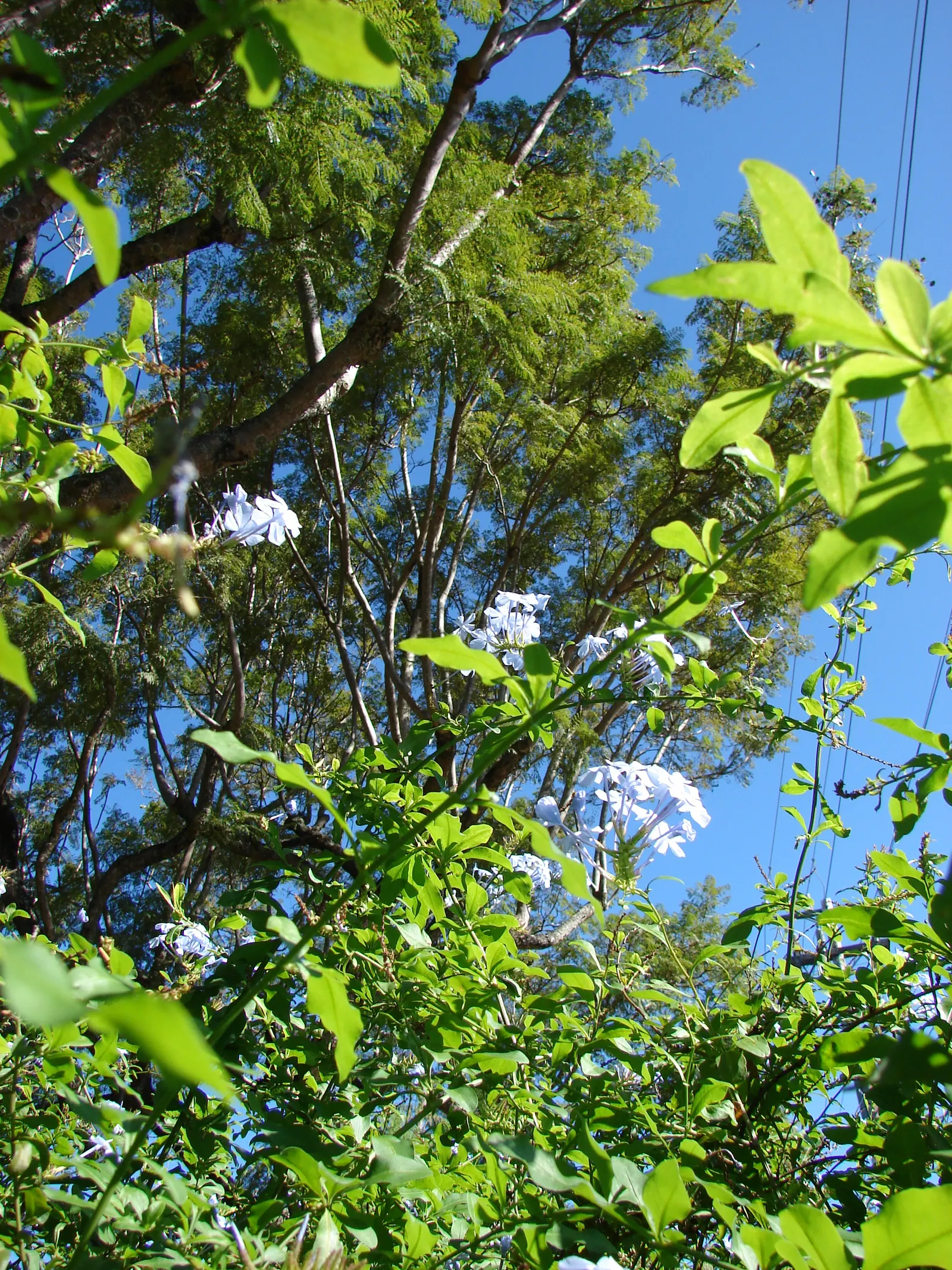 Cape Plumbago (Plumbago Auriculata) — allowing for a flexible use as either a foundation plant; attracting butterflies and other pollinators, image 58