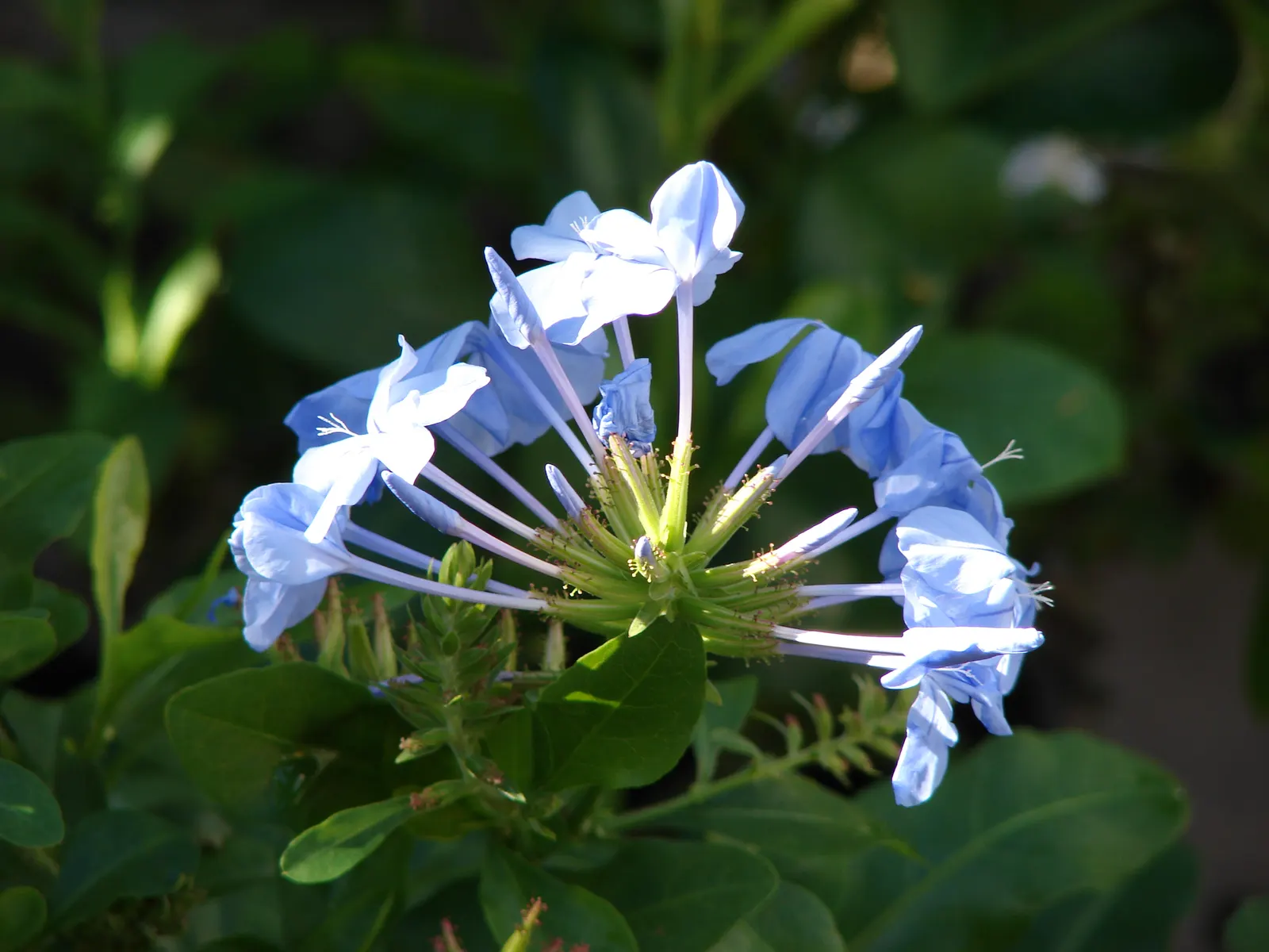 Cape Plumbago (Plumbago Auriculata) — particularly during prolonged dry spells; shrub with blue blooms