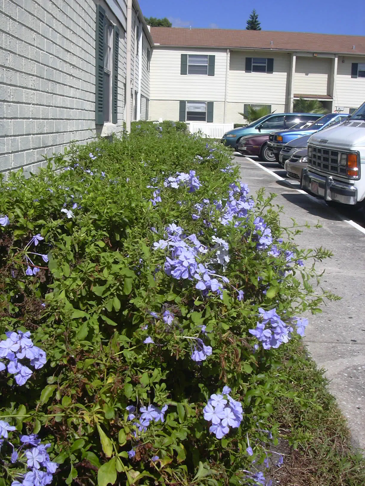 Cape Plumbago (Plumbago Auriculata) — perfect for hedges or as a climber on trellises; also recognized as the sky flower, image 53