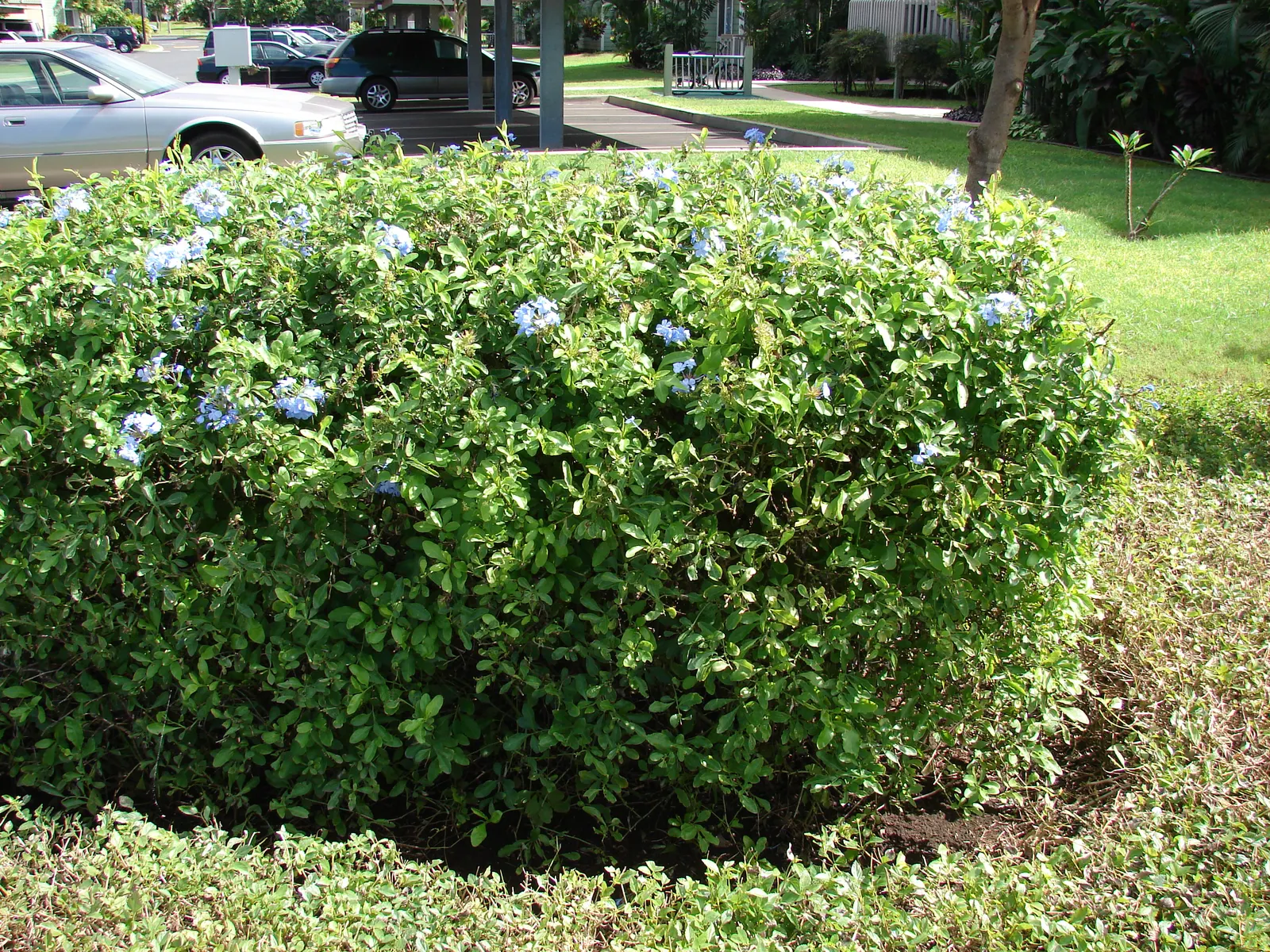 Cape Plumbago (Plumbago Auriculata) — which bloom profusely from spring to fall; they add not only visual interest but also aid in the ecological health of the