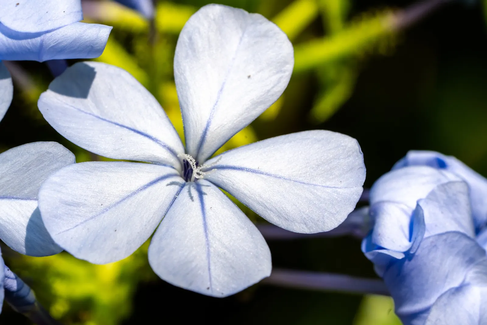 Cape Plumbago (Plumbago Auriculata) — presents an enchanting addition to any landscape design with its vibrant blue blossoms and lush foliage; including sandy