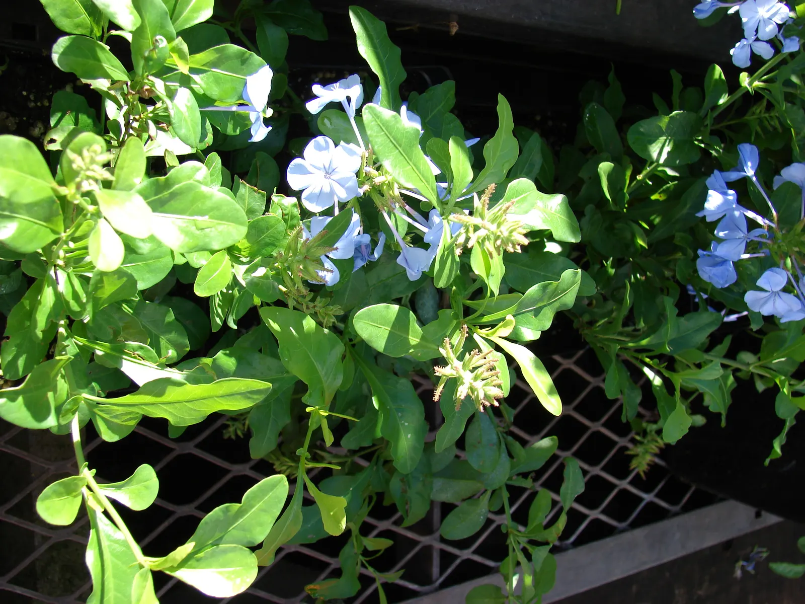 Cape Plumbago (Plumbago Auriculata) — also recognized as the sky flower; perfect for hedges or as a climber on trellises, image 56