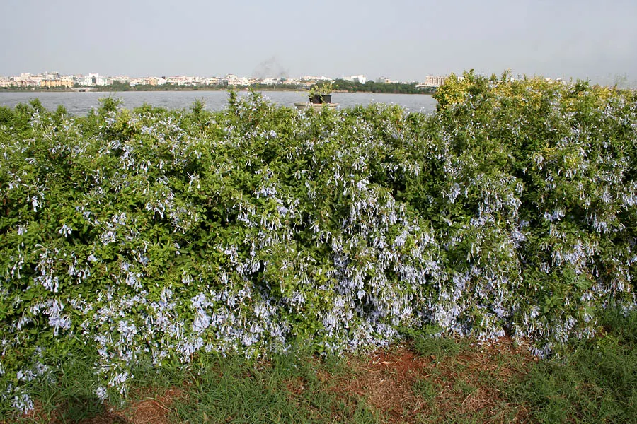 Cape Plumbago (Plumbago Auriculata) — also recognized as the sky flower; perfect for hedges or as a climber on trellises