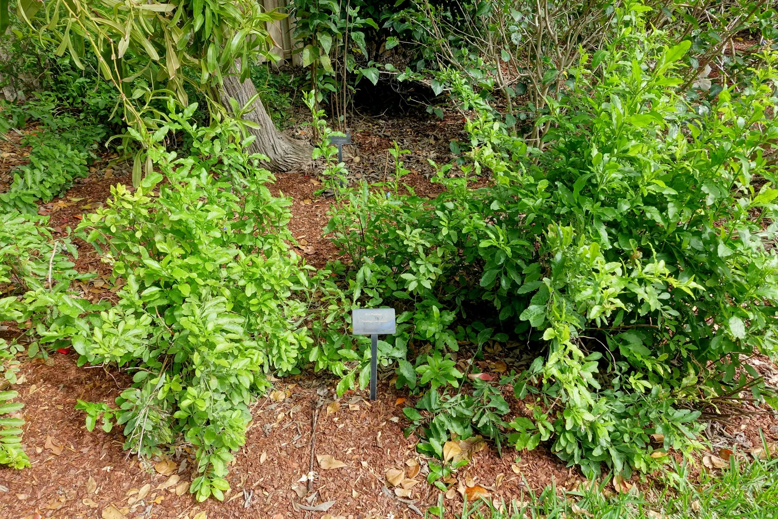 Cape Plumbago (Plumbago Auriculata) — including sandy and loamy soils