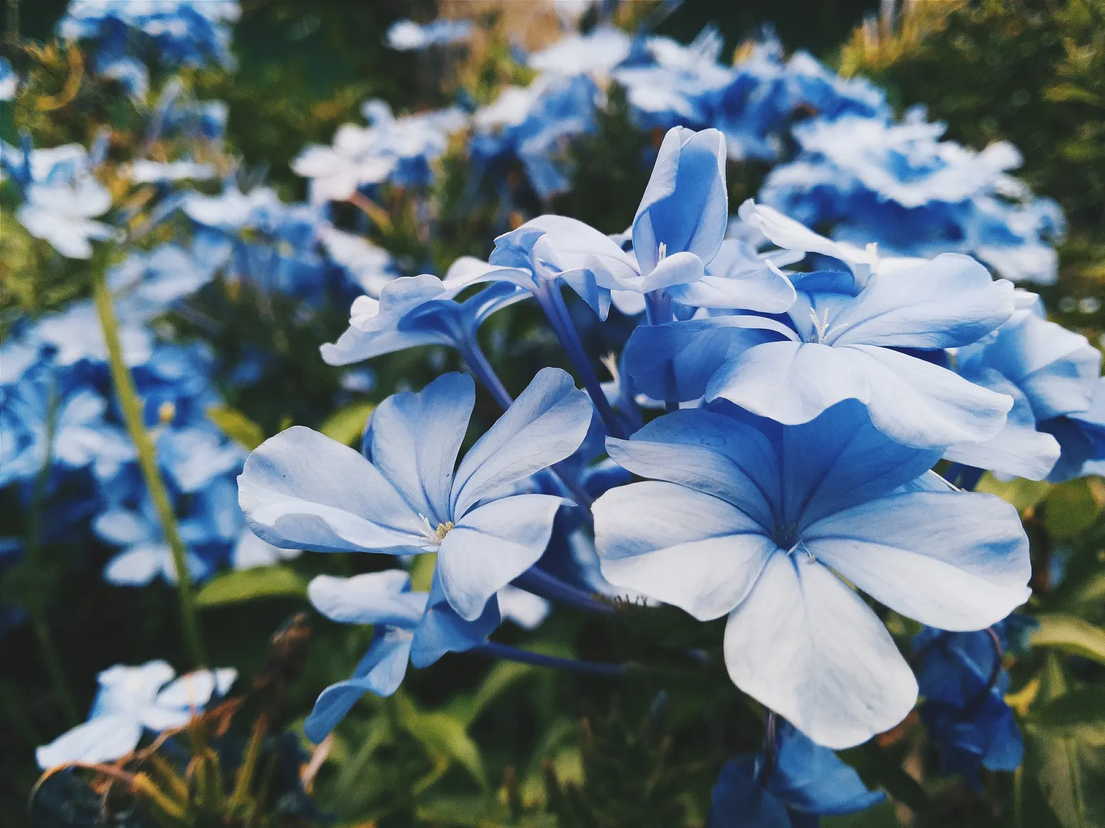Cape Plumbago (Plumbago Auriculata) — Hardy in USDA zones 9-11, it enjoys full sun to partial shade, and requires moderate watering; offer a true spectacle of