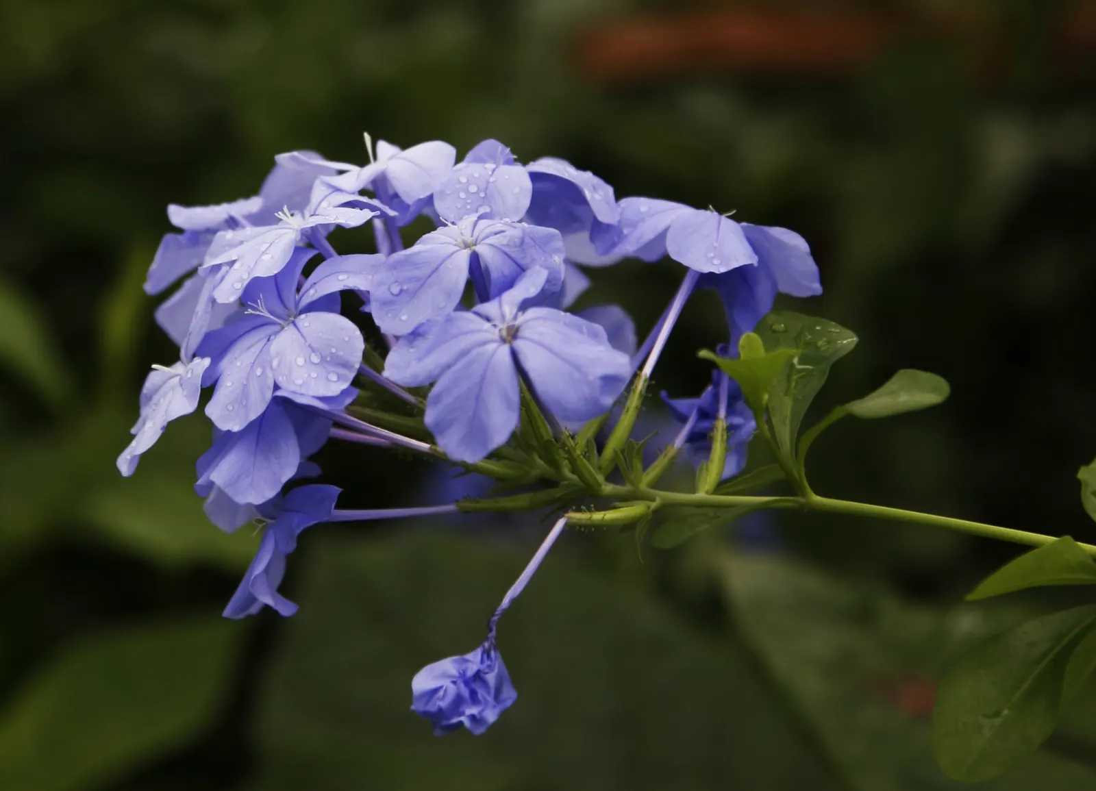 Cape Plumbago (Plumbago Auriculata) — and is known for attracting butterflies and other pollinators