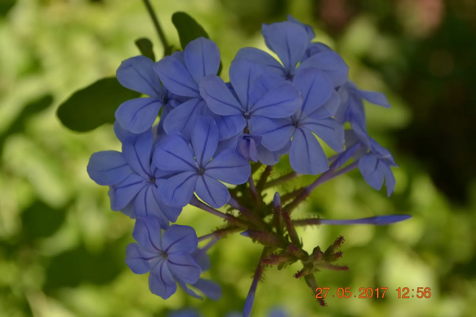Cape Plumbago (Plumbago Auriculata) — fast grower offers a rambling structure; plumbago auriculata, or Cape Plumbago, is a versatile shrub reaching 5-6 feet in