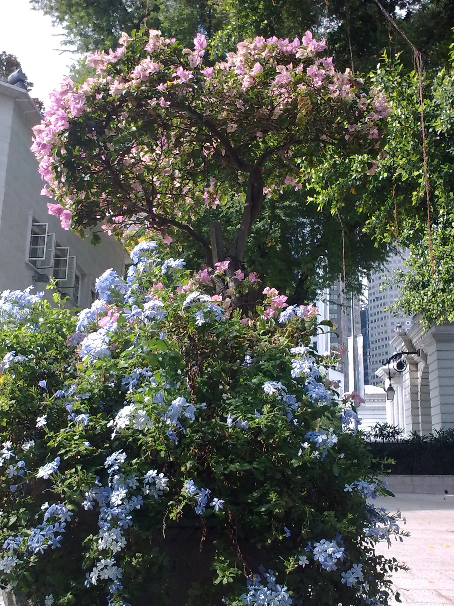 Cape Plumbago (Plumbago Auriculata) — also recognized as the sky flower