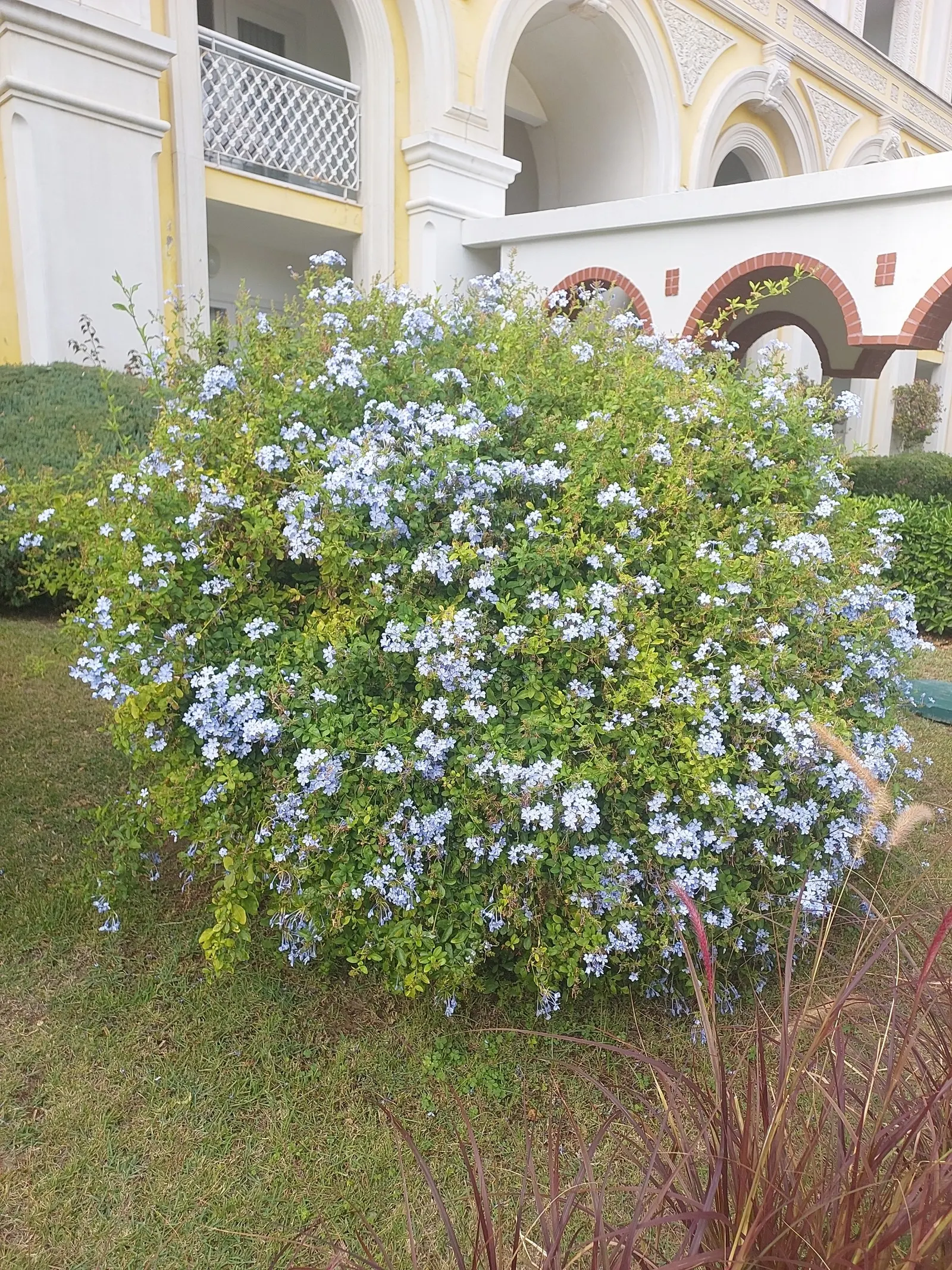 Cape Plumbago (Plumbago Auriculata) — It showcases sky-blue flowers nearly year-round in warm regions