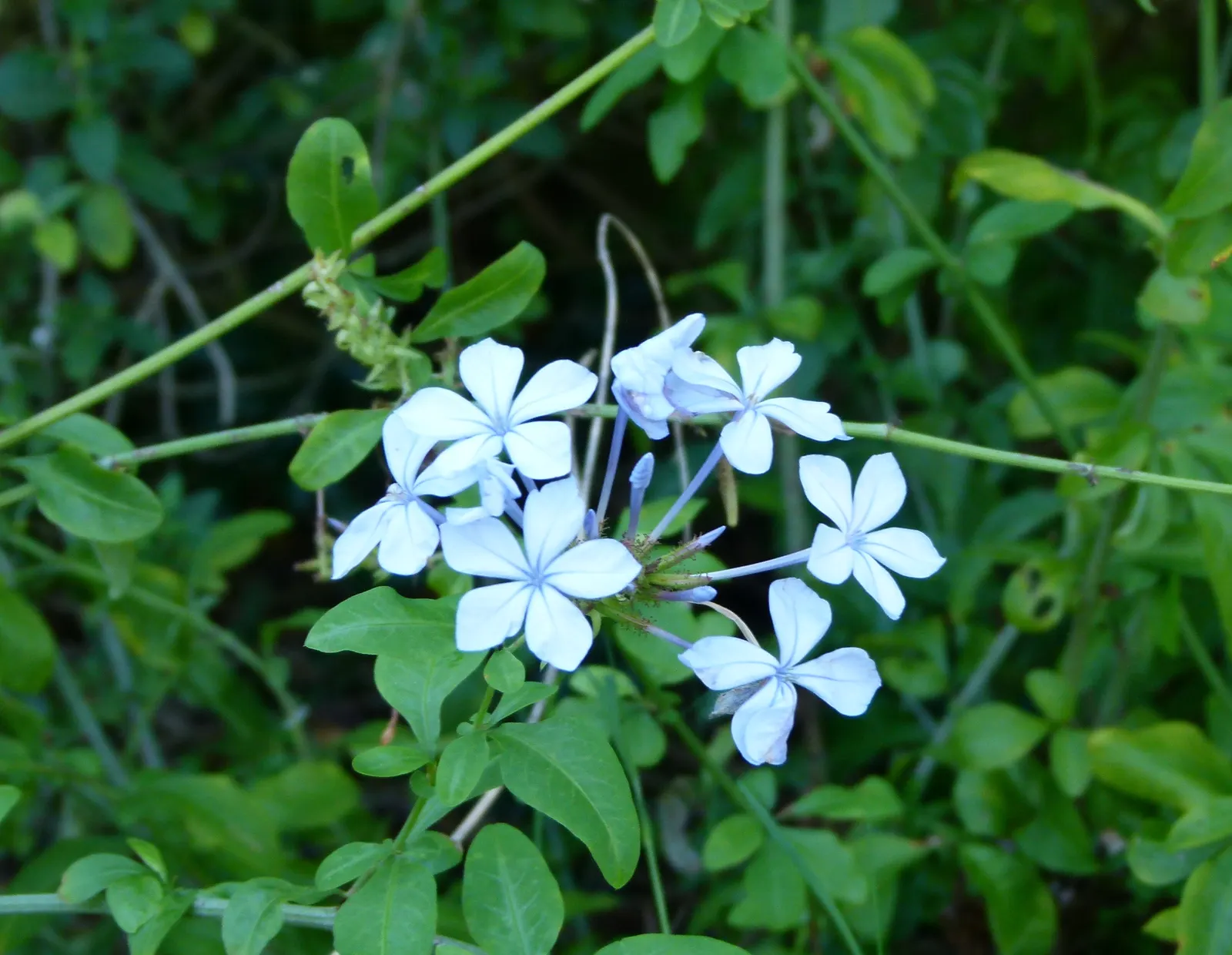 Cape Plumbago (Plumbago Auriculata) — blue flowers in the garden