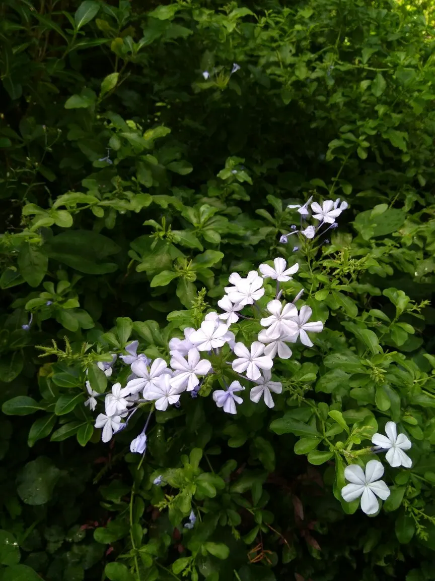 Cape Plumbago (Plumbago Auriculata) — Attracting butterflies and other pollinators