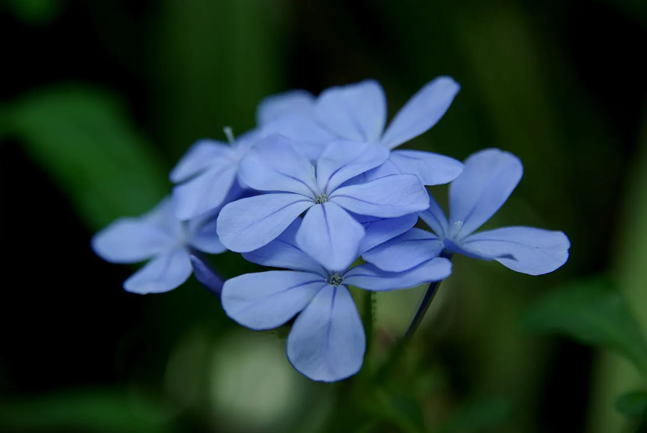 Cape Plumbago (Plumbago Auriculata) — which bloom profusely from spring to fall