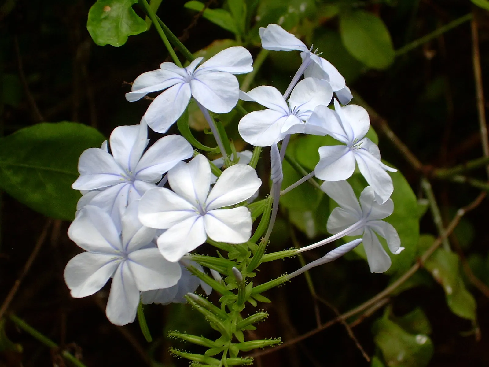 Cape Plumbago (Plumbago Auriculata) — it requires regular watering