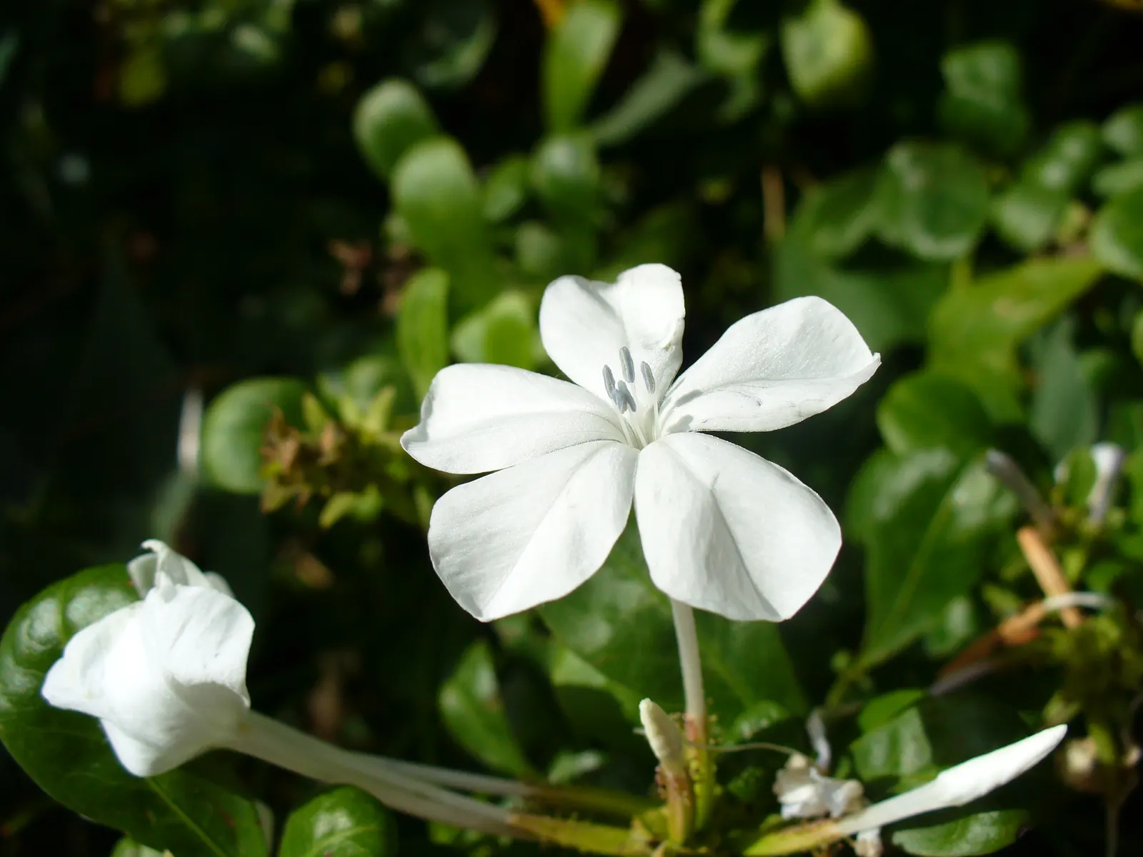 Cape Plumbago (Plumbago Auriculata) — shrub with blue blooms