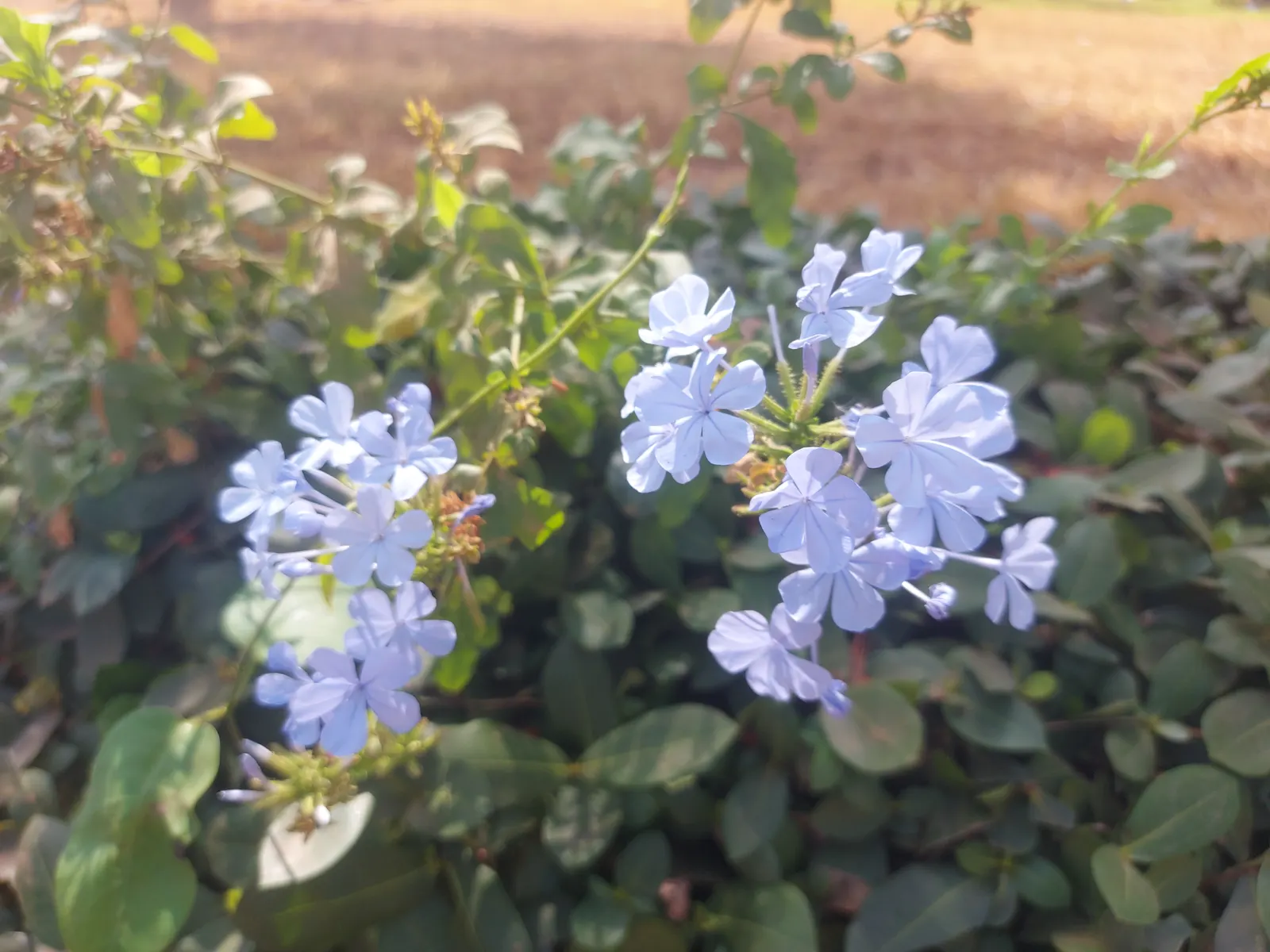 Cape Plumbago (Plumbago Auriculata) — will maintain its shape and encourage denser growth.<br><br>Its phlox-like flowers