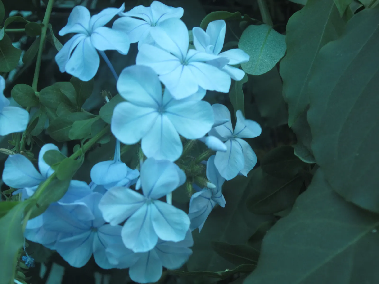 Cape Plumbago (Plumbago Auriculata) — Cape Plumbago (Plumbago auriculata)