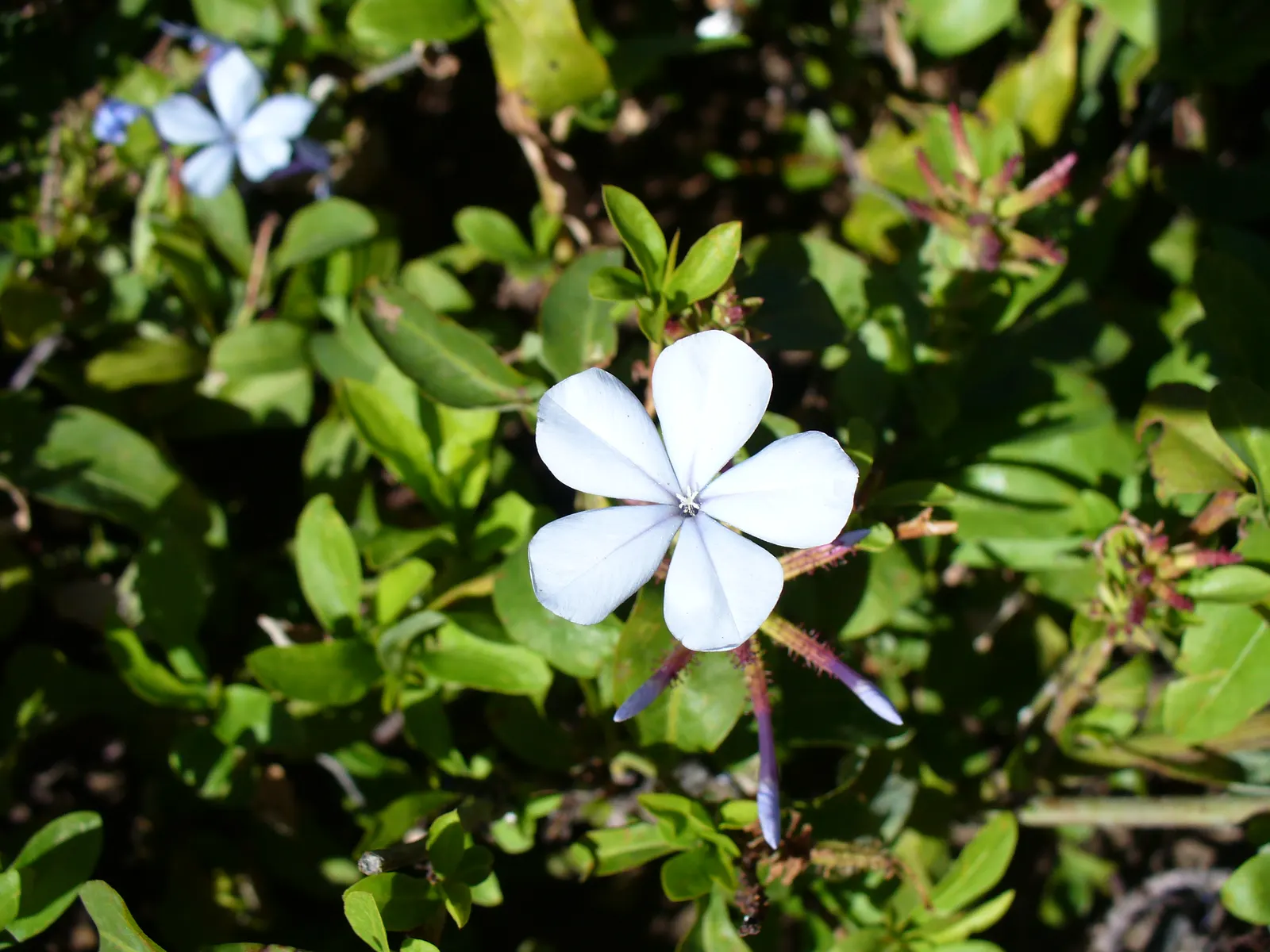 Cape Plumbago (Plumbago Auriculata) — shrub for full or half