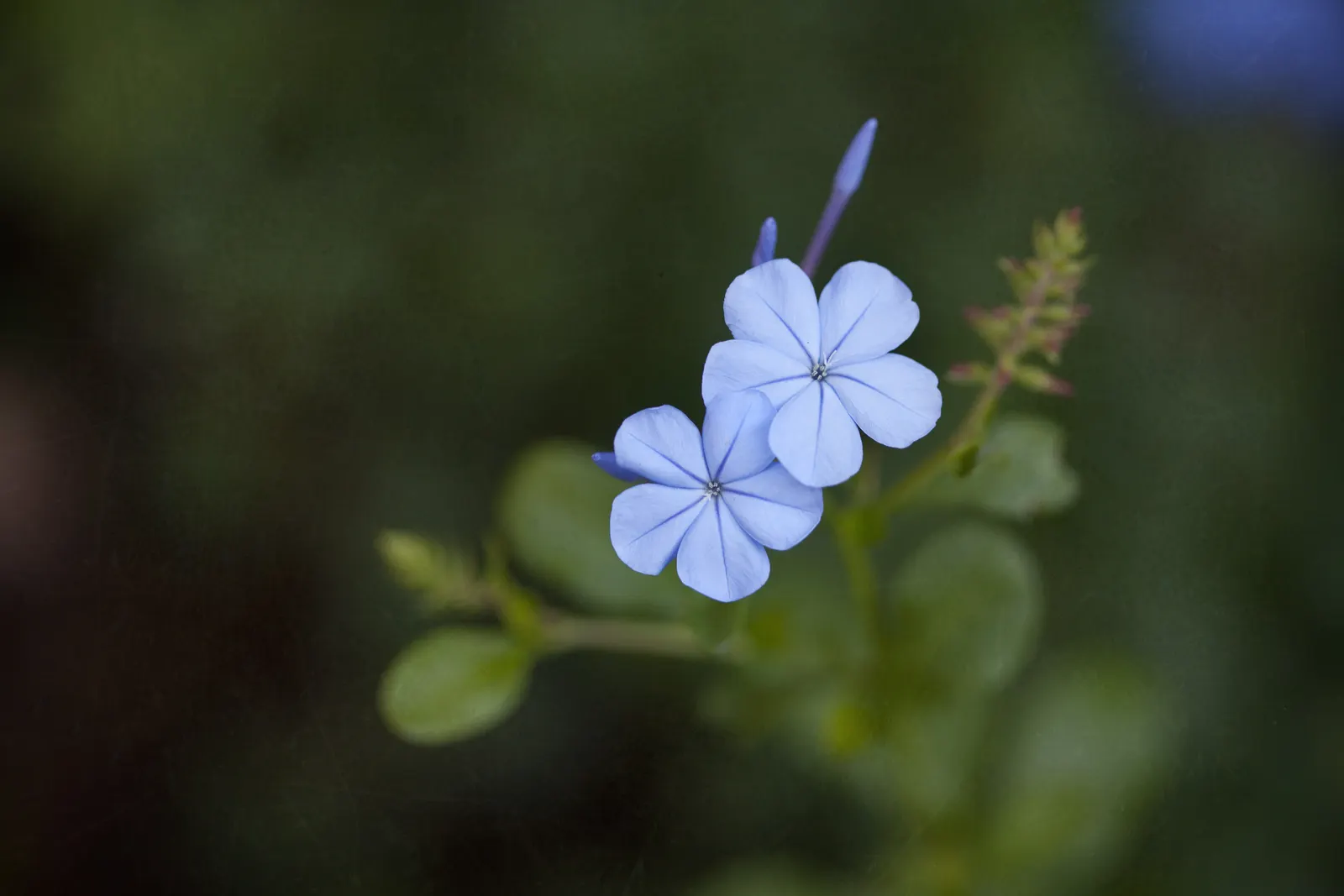Cape Plumbago (Plumbago Auriculata) — it is also an excellent choice for providing quick coverage or for hiding unsightly areas