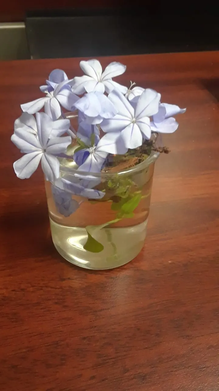 Cape Plumbago (Plumbago Auriculata) — ideally in the late winter or early spring