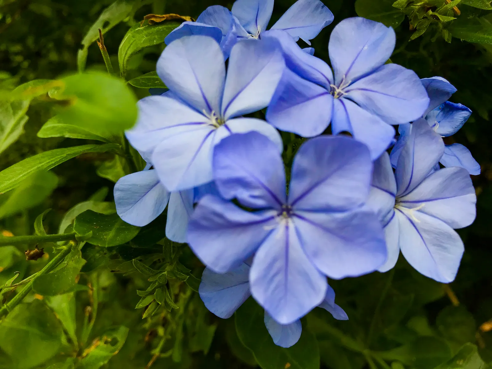 Cape Plumbago (Plumbago Auriculata) — they add not only visual interest but also aid in the ecological health of the garden