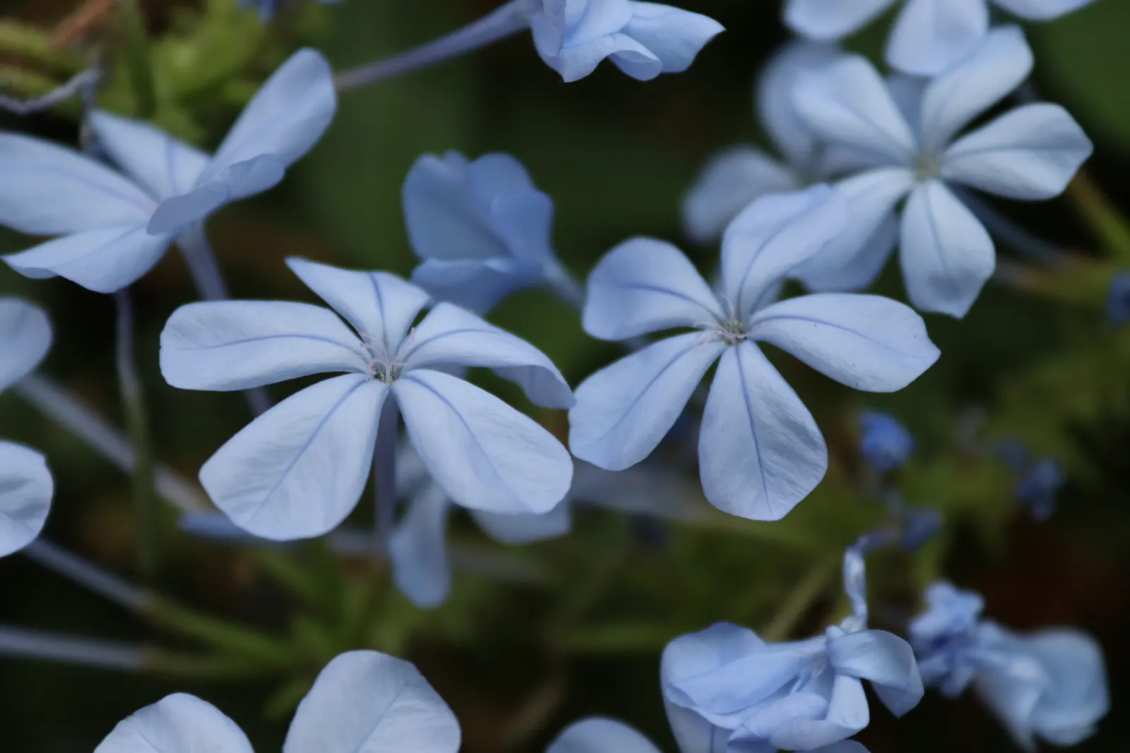 Cape Plumbago (Plumbago Auriculata) — Hardy in USDA zones 9-11, it enjoys full sun to partial shade, and requires moderate watering