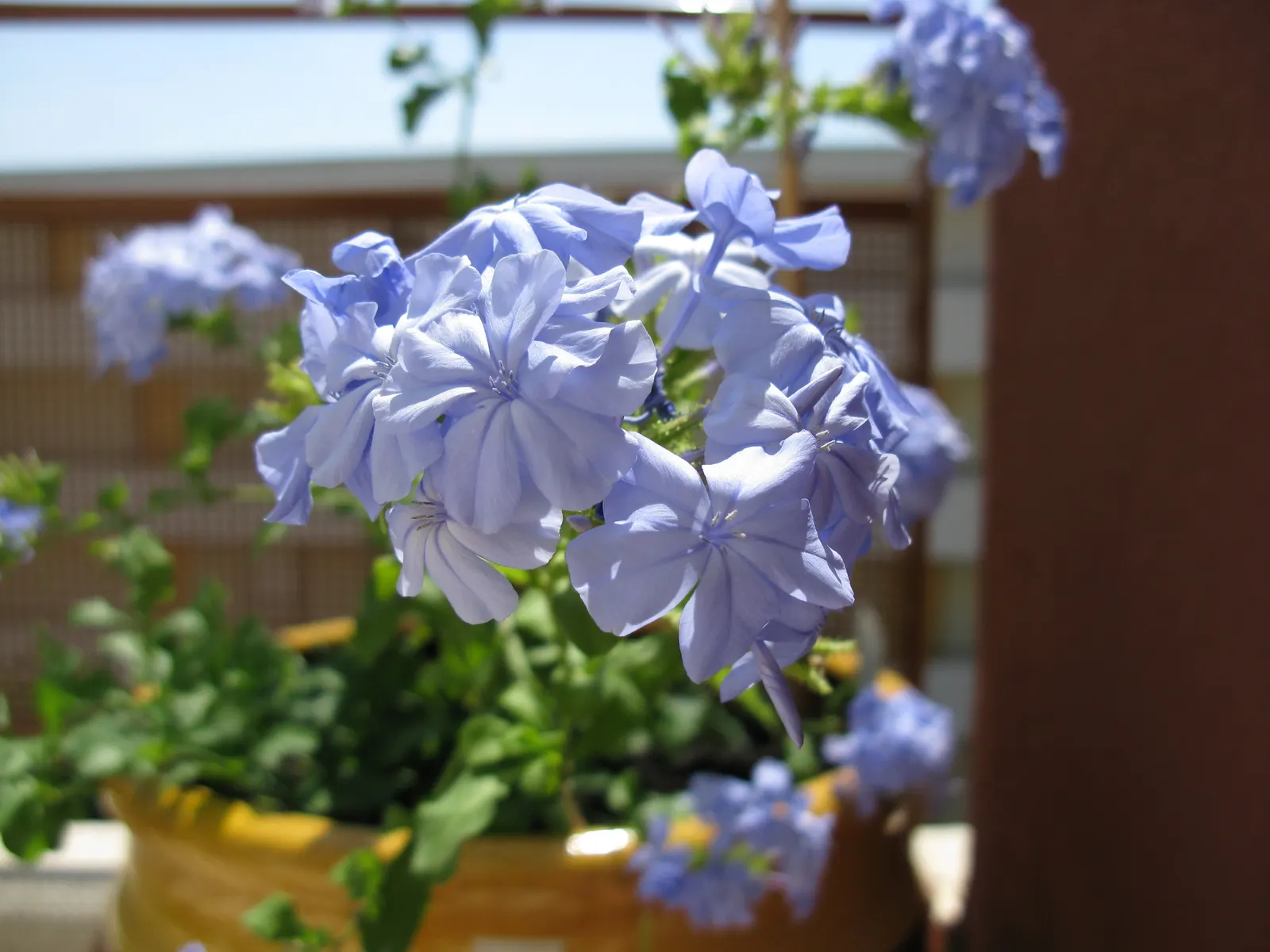 Cape Plumbago (Plumbago Auriculata) — offer a true spectacle of color