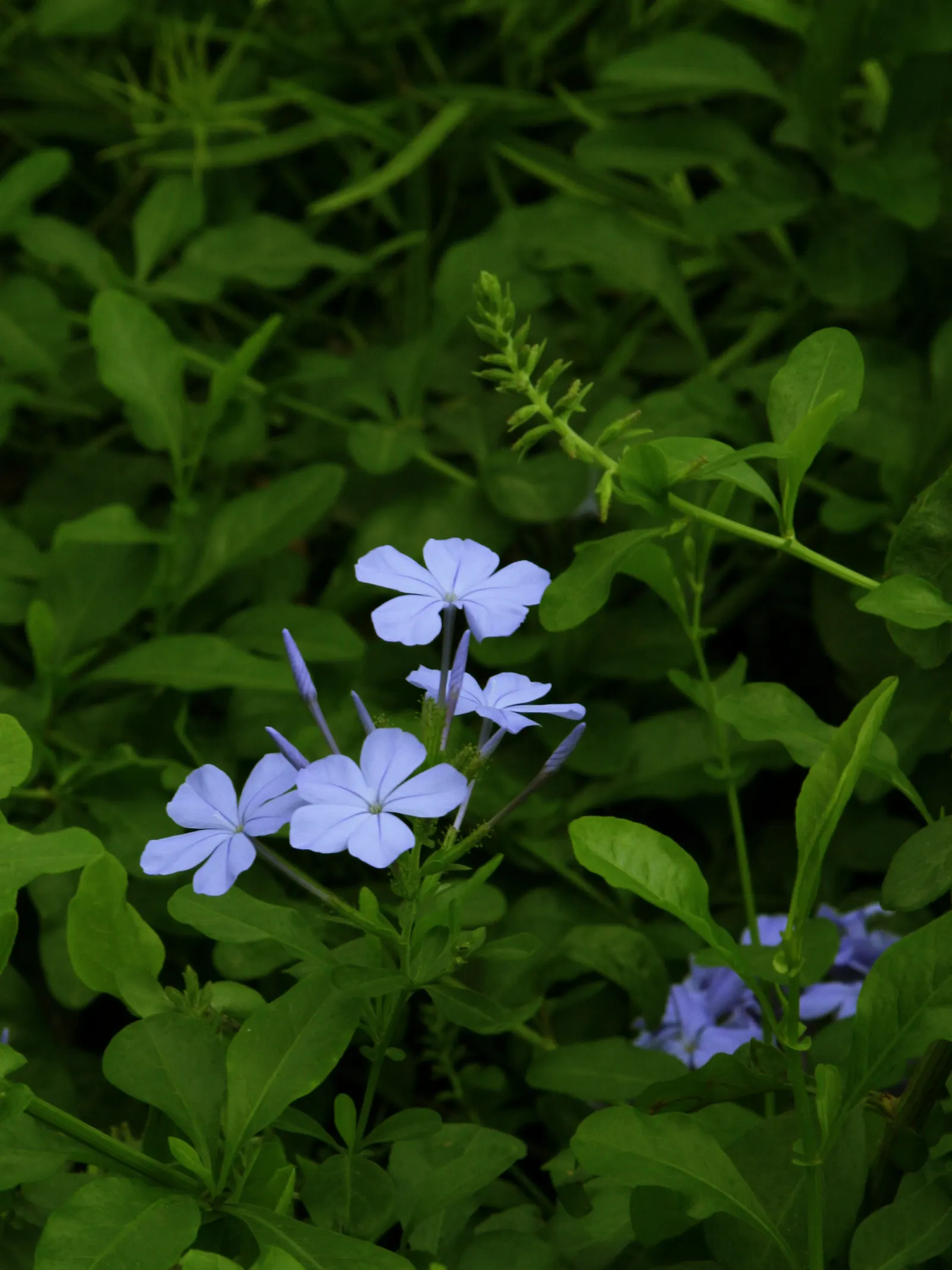 Cape Plumbago (Plumbago Auriculata) — Plumbago auriculata, or Cape Plumbago, is a versatile shrub reaching 5-6 feet in height and equally wide