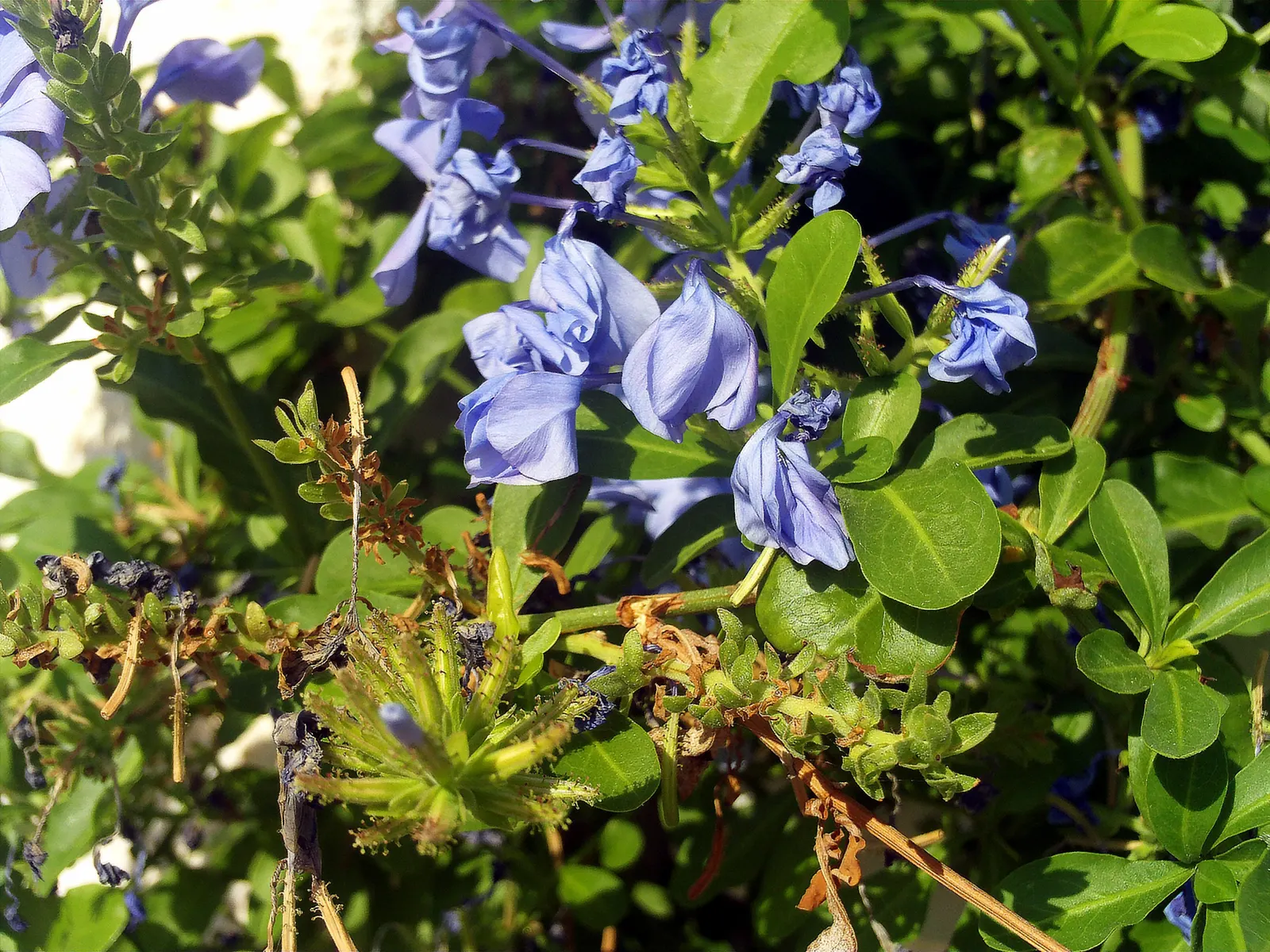Cape Plumbago (Plumbago Auriculata) — perfect for hedges or as a climber on trellises