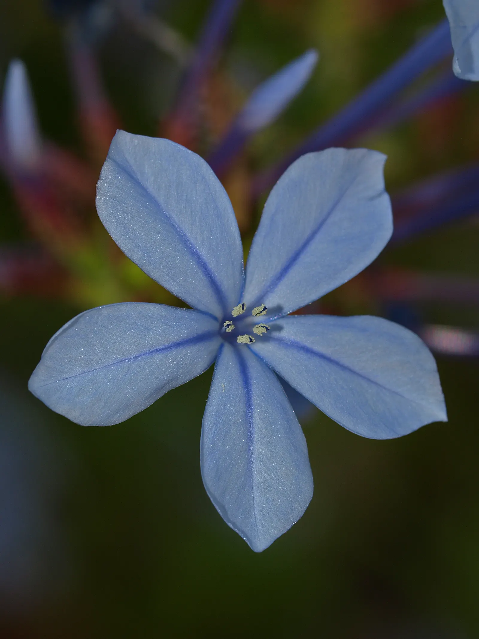 Cape Plumbago (Plumbago Auriculata) — Though it tolerates a variety of soil conditions