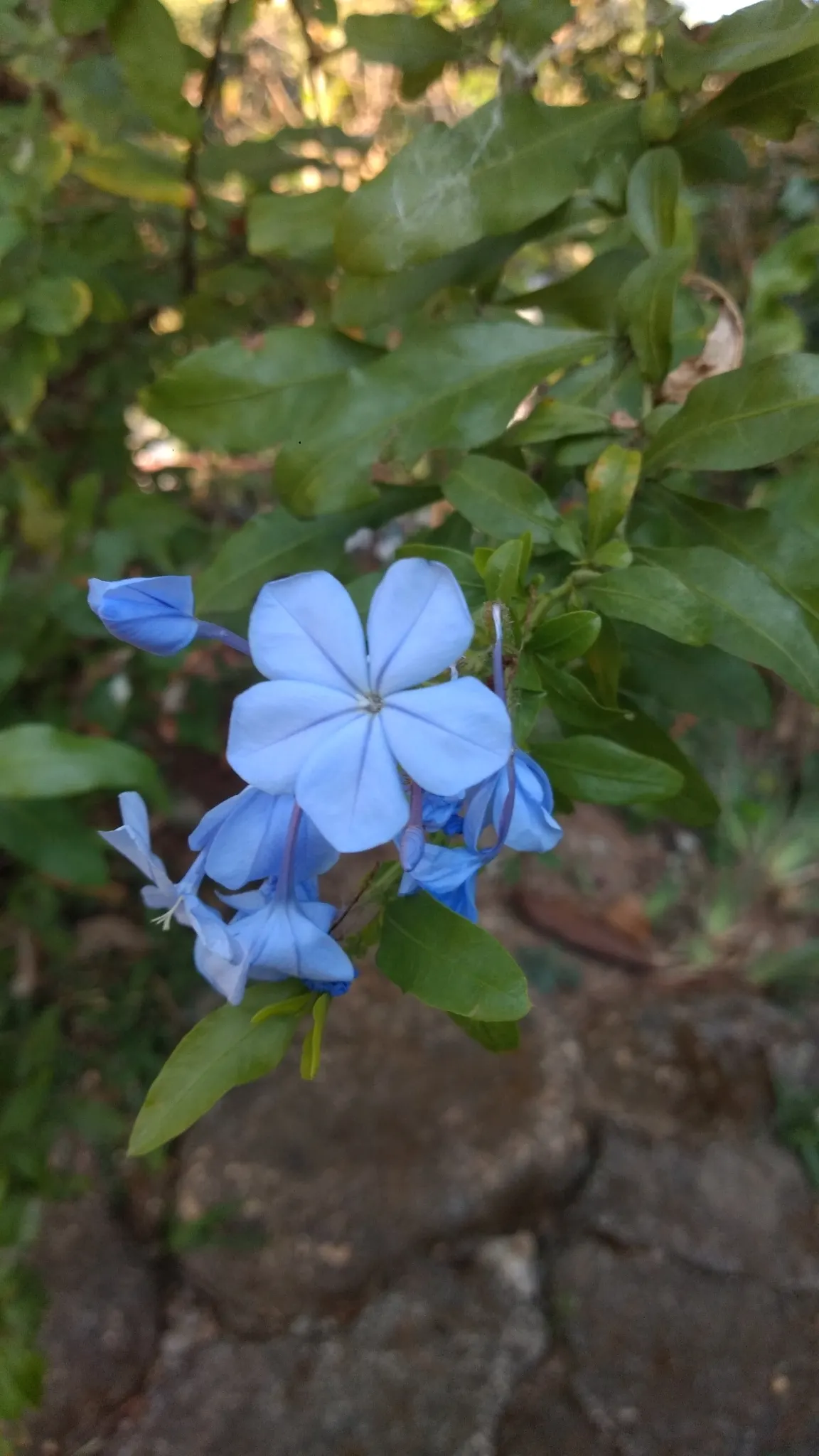 Cape Plumbago (Plumbago Auriculata) — fast grower offers a rambling structure