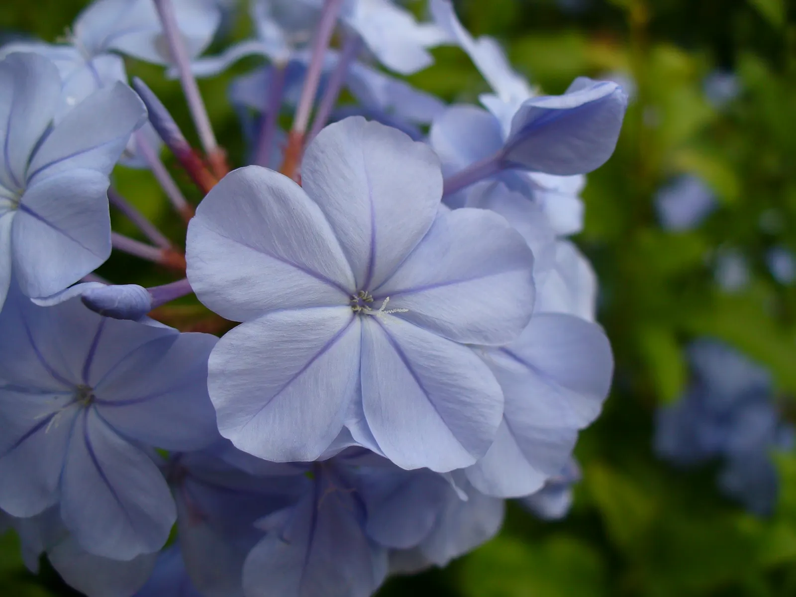 Cape Plumbago (Plumbago Auriculata) — allowing for a flexible use as either a foundation plant