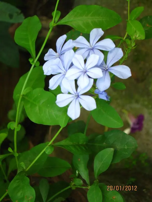 Cape Plumbago (Plumbago Auriculata) — Plumbago auriculata, or Cape Plumbago, is a versatile shrub reaching 5-6 feet in height and equally wide; fast grower