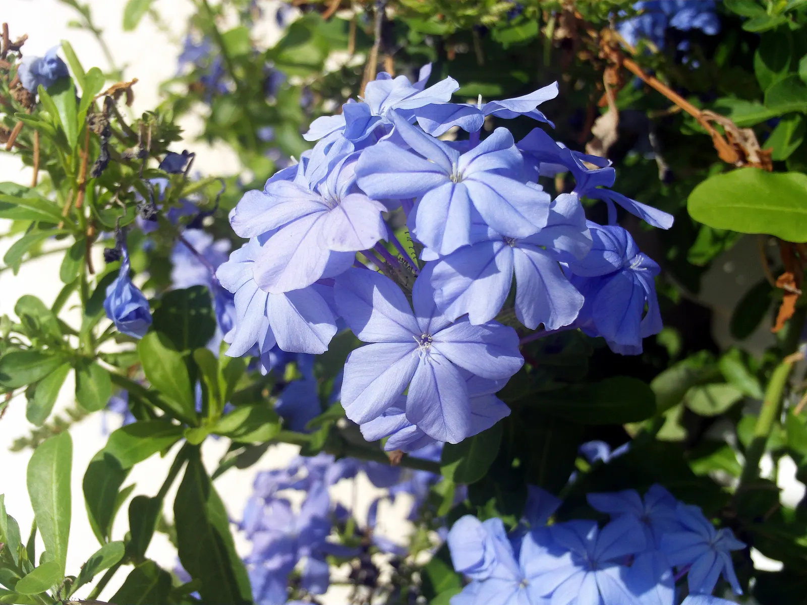 Cape Plumbago (Plumbago Auriculata) — particularly during prolonged dry spells