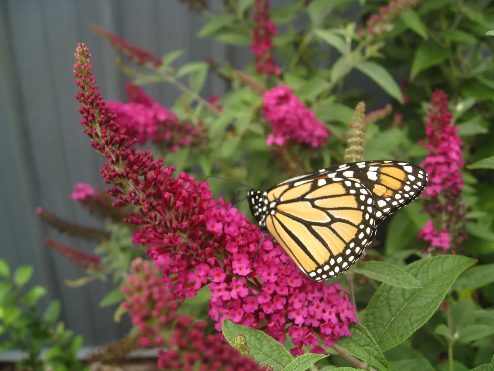 Miss Molly Butterfly Bush (Buddleia 'Miss Molly') — Buddleia 'Miss Molly', a vibrant Butterfly Bush, boasts radiant magenta blooms from summer to fall