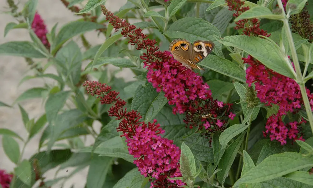 Miss Molly Butterfly Bush (Buddleia 'Miss Molly') — Thriving in USDA Zones 5-9, it reaches 4-5 feet in height and width, preferring full sun