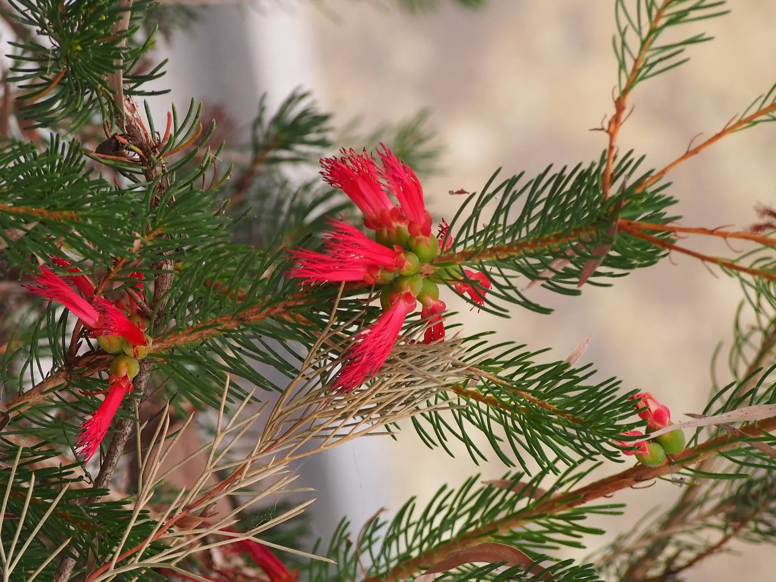 Granite Claw Flower (Calothamnus Graniticus) — It requires full sun exposure and minimal water once established