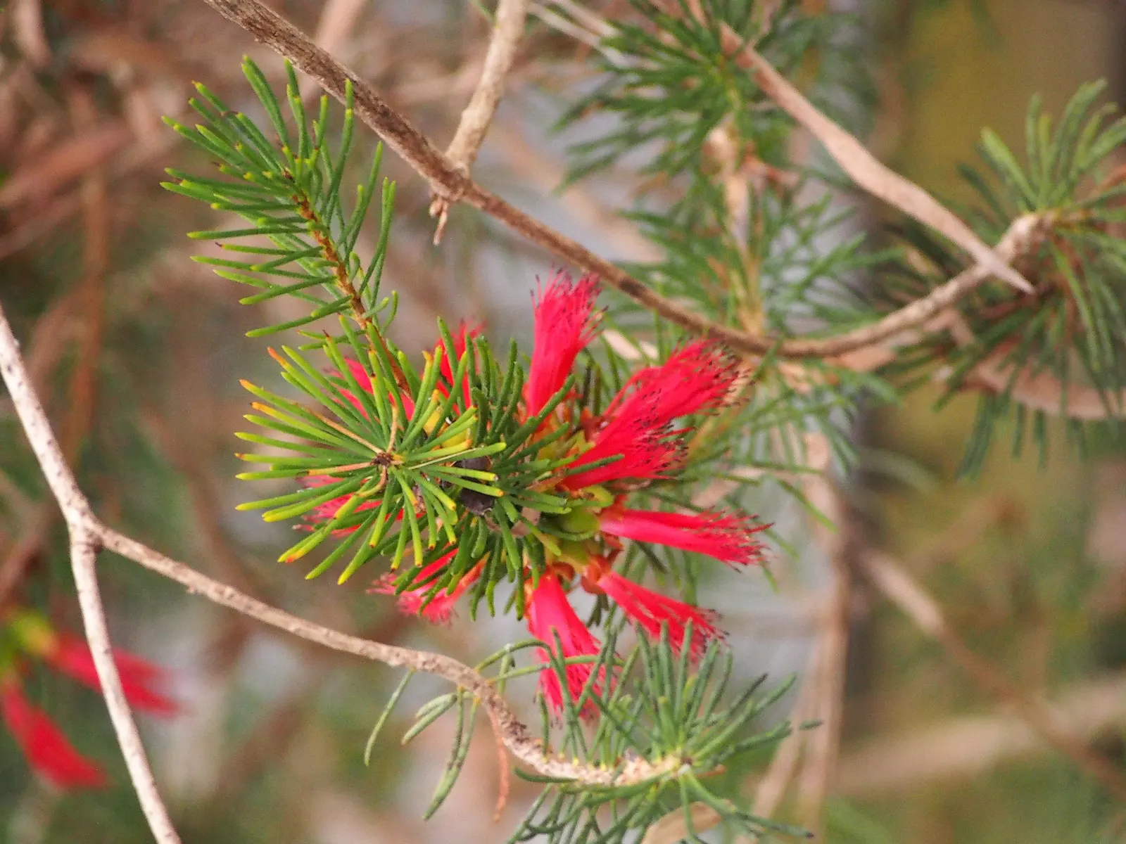 Granite Claw Flower (Calothamnus Graniticus) — reaching up to 10 feet in height and 6 feet across