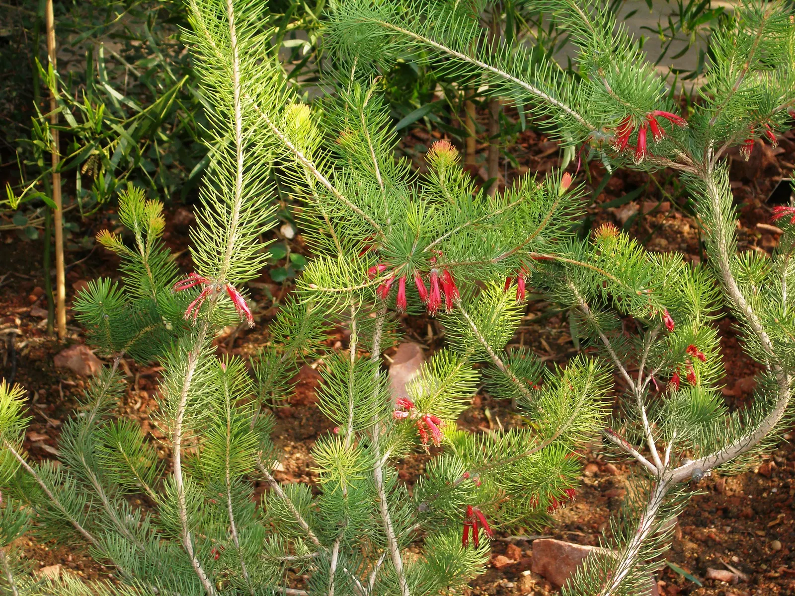 Granite Claw Flower (Calothamnus Graniticus) — The plant blooms from winter to spring