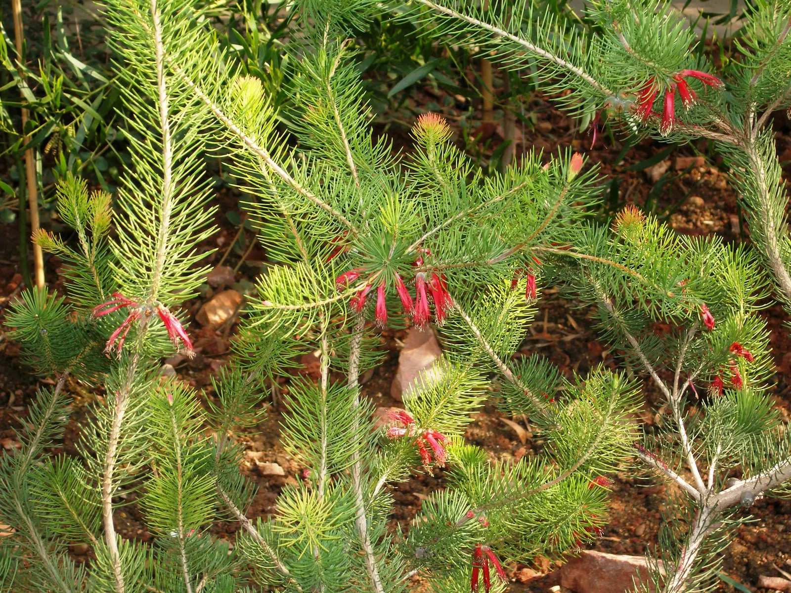 Granite Claw Flower (Calothamnus Graniticus) — making it ideal for drought-tolerant landscapes