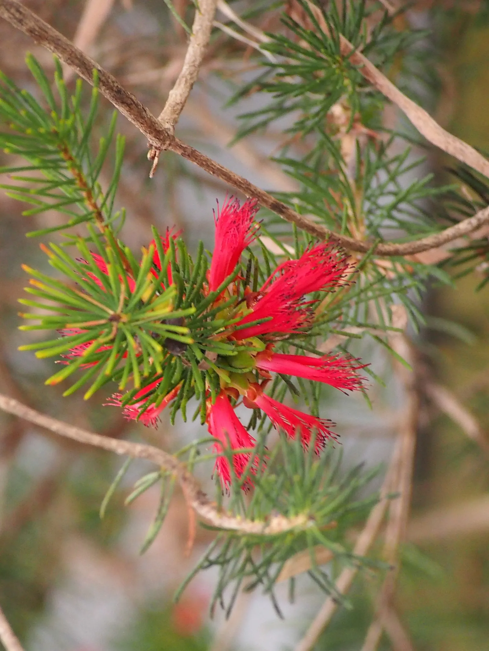 Granite Claw Flower (Calothamnus Graniticus) — This evergreen shrub thrives on well-drained